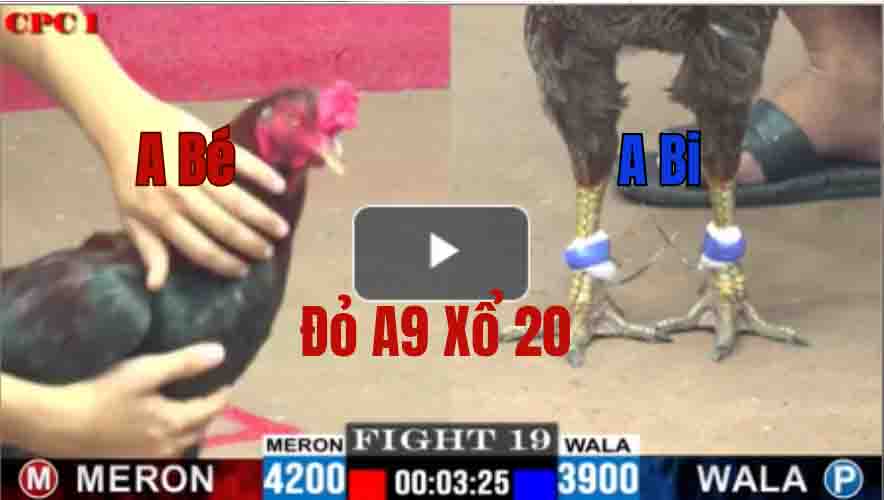 Trận 19 CPC1 20/05/2025